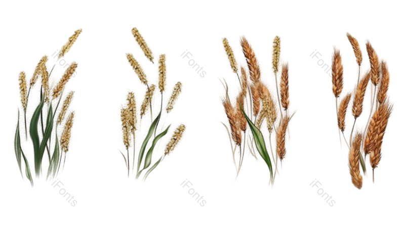 芒种图片,麦子元素,麦穗PNG,谷物免抠素材